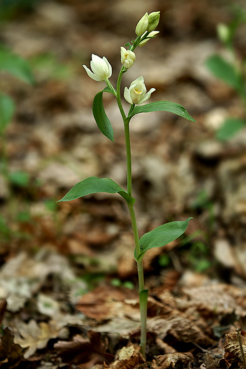 Orchidee del Chianti 2009